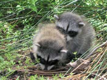 Two Raccoons