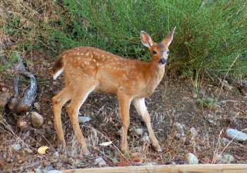 Deer