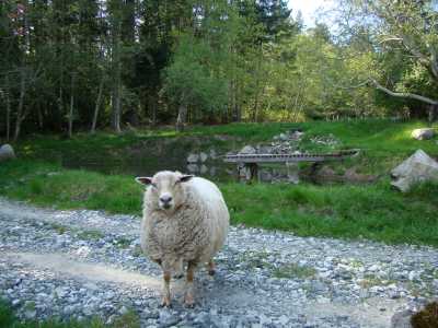 Sheep on Salt Spring Island