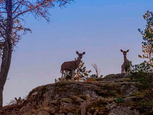 Scenic Gulf Island photo