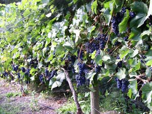 Wine grapes on the vine